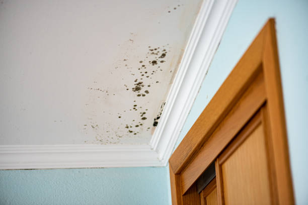 Best Commercial Mold Removal  in Enola, PA
