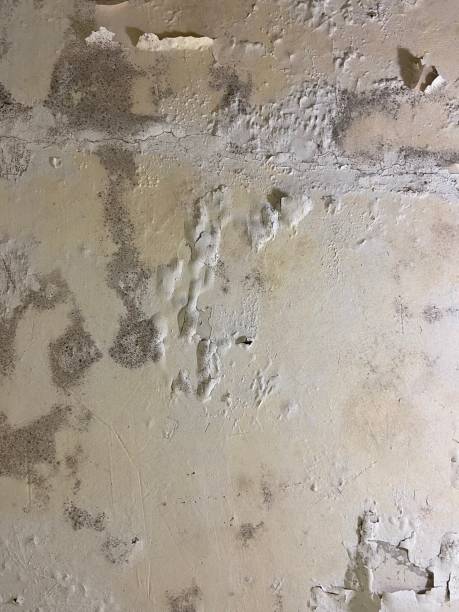Best Black Mold Removal  in Enola, PA