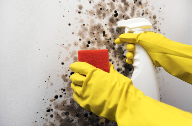 Best Mold Inspection  in Enola, PA