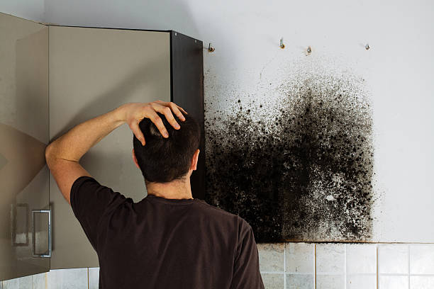 Best Residential Mold Removal  in Enola, PA